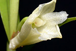 Dendrobium tampangii