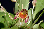Bulbophyllum artostigmae