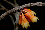 Dendrobium verruculosum