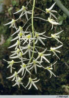 Genus Dendrobium section Rhizobium: Dendrobium chordiforme Kraenzl., inflorescence, photo J. Meijvogel, based on Leiden cult. 32149