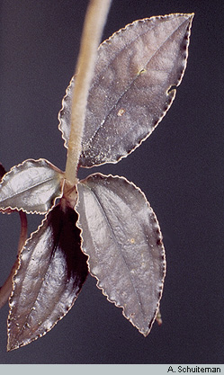 Orchids of New Guinea