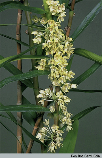 Genus Dendrobium section Pleianthe