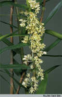 Genus Dendrobium section Pleianthe: Dendrobium pleianthum Schltr., habit, photo Roy. Bot. Gard. Edin., based on Edinburgh cult. 720210 (Woods 18)