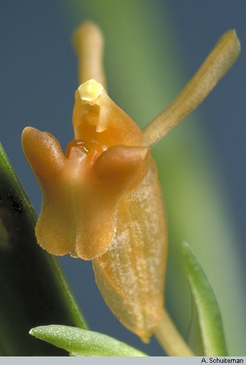 Orchids of New Guinea