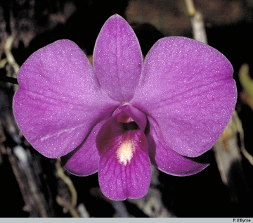 Genus Dendrobium section Phalaenanthe