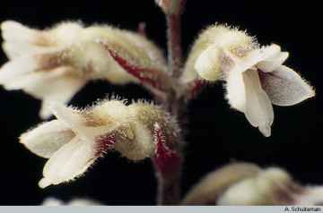 Orchids of New Guinea