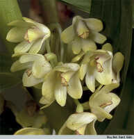 Genus Dendrobium section Pleianthe: Dendrobium pleianthum Schltr., inflorescence, photo Roy. Bot. Gard. Edin., based on Edinburgh cult. 720210 (Woods 18)