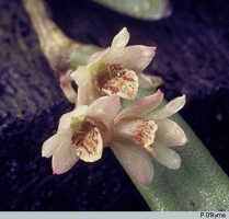 Genus Dendrobium section Rhizobium: Dendrobium rigidum R.Br., flowers, photo P. O'Byrne, based on O'Byrne D551