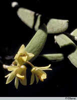 Genus Dendrobium section Rhizobium: Dendrobium rigidum R.Br., habit detail, photo P. O'Byrne, based on O'Byrne D550