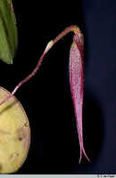 Genus Bulbophyllum section Monosepalum: Bulbophyllum torricellense Schltr. aff., flower, view oblique inside, photo E.F. de Vogel, Leiden cult. 20030124