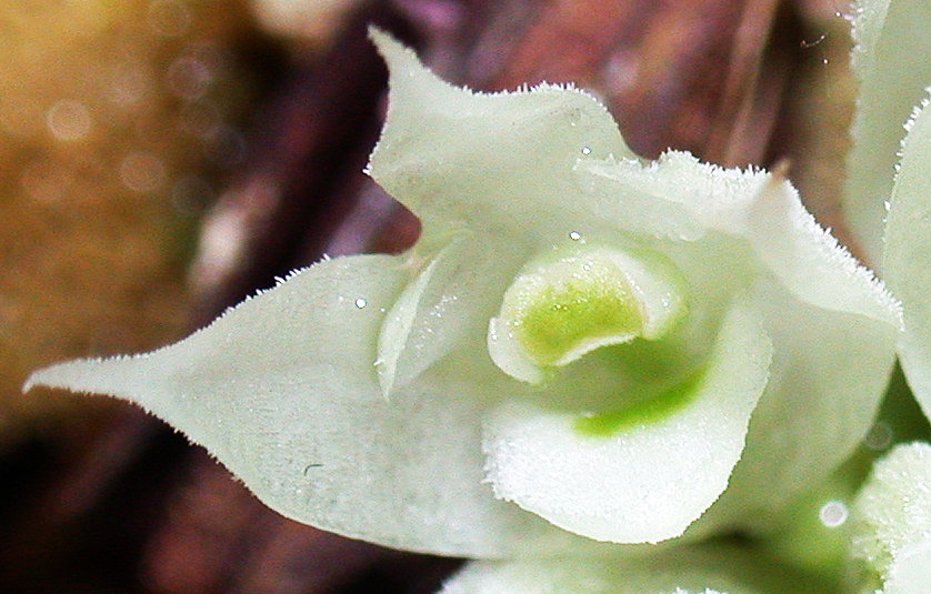 Orchids of New Guinea