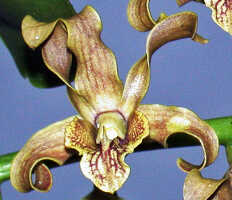 Dendrobium conanthum: Dendrobium conanthum Schltr., flower, front view, photo Ed de Vogel, from Papua New Guinea, New Ireland Prov.