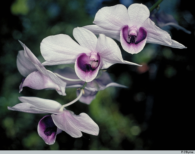 Orchids of New Guinea