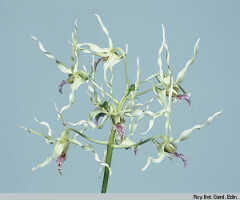 Dendrobium crispilinguum: Dendrobium crispilinguum P.J.Cribb, inflorescence, photo Roy. Bot. Gard. Edin., based on Edinburgh cult. 710250 (Wing 58)