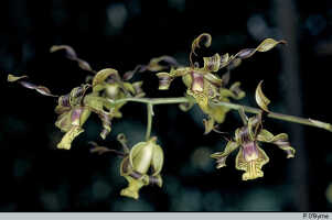 Dendrobium cochliodes: Dendrobium cochliodes Schltr., inflorescence, photo P. O'Byrne, based on O'Byrne D055