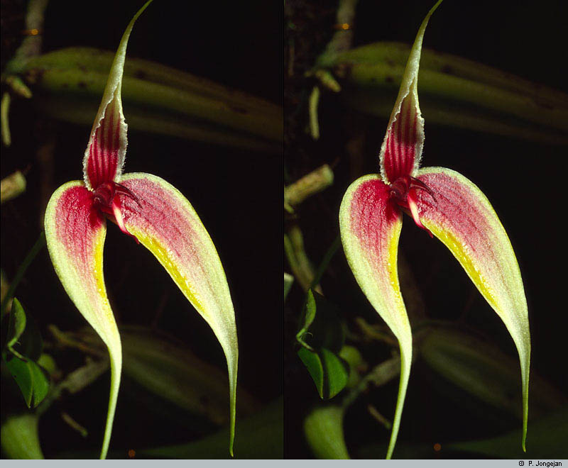 Orchids of New Guinea