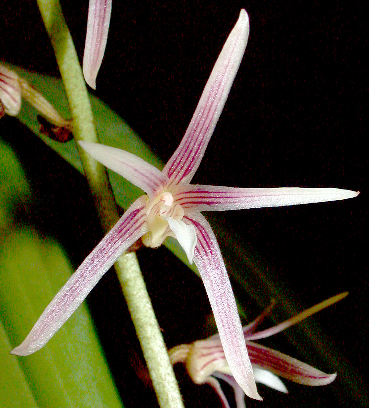 Orchids of New Guinea