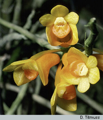 Dendrobium subclausum