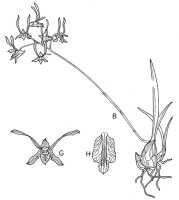 Dendrobium carronii: Dendrobium carronii Lavarack & P.J.Cribb, drawing by V. Price in Kew Bull. 41 (1986) 640, fig. 4B, G, H