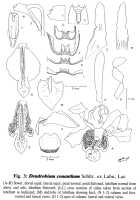 Dendrobium conanthum: Dendrobium conanthum Schltr., drawing by N.H.S. Howcroft in Orchadian 11 (1996) 584, fig. 4