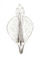 Dendrobium conanthum: Dendrobium conanthum Schltr., drawing J.J. Smith, based on Gjellerup 432