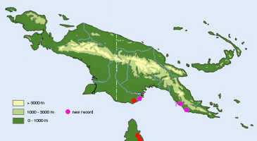 Map: Dendrobium carronii Lavarack & P.J.Cribb, distribution map, redrawn from P. Cribb, Kew Bull. 41 (1986) 629, map 2, with new records added.