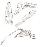 Dendrobium conanthum: Dendrobium conanthum Schltr., drawing J.J. Smith, based on Gjellerup 432