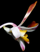 Dendrobium carronii: Dendrobium carronii Lavarack & P.J.Cribb, flower, lateral view, photo Ed de Vogel, based on National Capital Botanic Gardens Port Moresby cult. s.n., from Papua New Guinea, locality not known