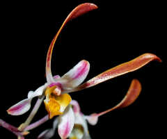 Dendrobium carronii: Dendrobium carronii Lavarack & P.J.Cribb, flower, oblique front view, photo Ed de Vogel, based on National Capital Botanic Gardens Port Moresby cult. s.n., from Papua New Guinea, locality not known