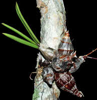 Dendrobium carronii: Dendrobium carronii Lavarack & P.J.Cribb, plant habit, photo Ed de Vogel, based on National Capital Botanic Gardens Port Moresby cult. s.n., from Papua New Guinea, locality not known