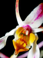 Dendrobium carronii: Dendrobium carronii Lavarack & P.J.Cribb, centre of flower, front view, photo Ed de Vogel, based on National Capital Botanic Gardens Port Moresby cult. s.n., from Papua New Guinea, locality not known