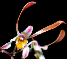 Dendrobium carronii: Dendrobium carronii Lavarack & P.J.Cribb, flower, front view, photo Ed de Vogel, based on National Capital Botanic Gardens Port Moresby cult. s.n., from Papua New Guinea, locality not known