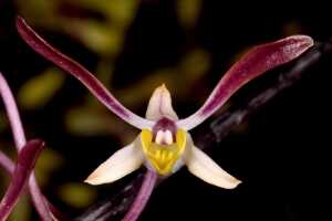 Dendrobium carronii: Dendrobium carronii Lavarack & P.J.Cribb, flower, front view, from PNG, cult. and photo John Cara