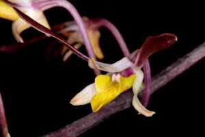 Dendrobium carronii: Dendrobium carronii Lavarack & P.J.Cribb, flower, oblique lateral view, from PNG, cult. and photo John Cara