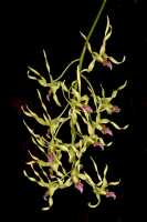 Dendrobium crispilinguum: Dendrobium crispilinguum P.J.Cribb, inflorescence, photo John Cara, based on Cara cult. s.n. from PNG