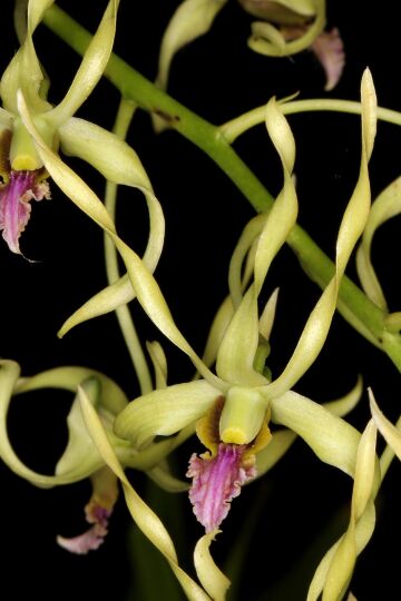 Dendrobium crispilinguum