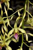 Dendrobium crispilinguum: Dendrobium crispilinguum P.J.Cribb, flower, front view, photo John Cara, based on Cara cult. s.n. from PNG