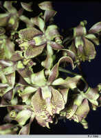 Dendrobium conanthum: Dendrobium conanthum Schltr., flowers, photo P. Cribb