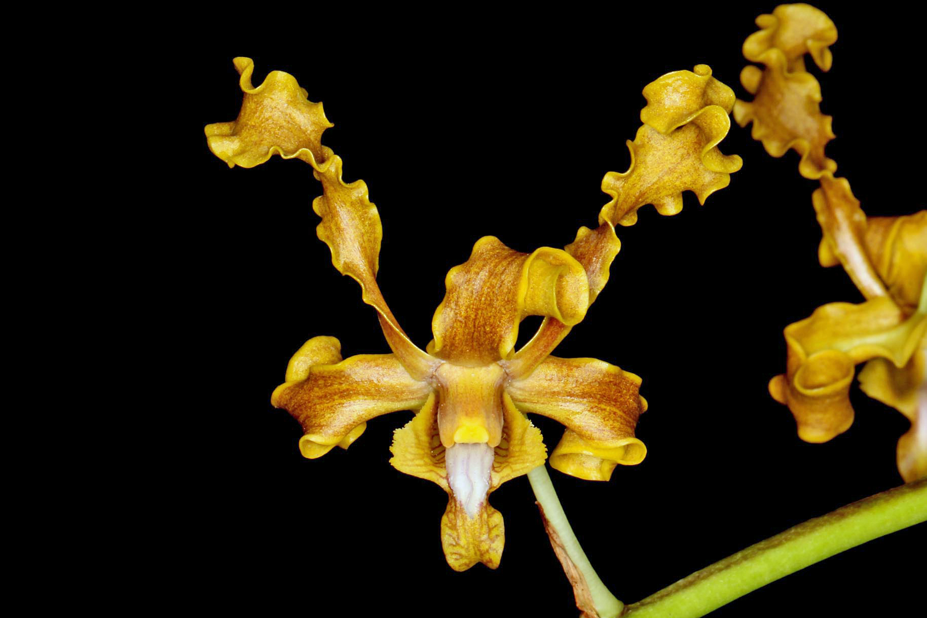 Dendrobium discolor shop