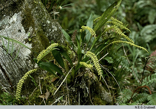 Dendrochilum deals