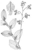 Dendrobium conanthum: Dendrobium conanthum Schltr., drawing by V. Price in Kew Bull. 41 (1986) 664, fig. 10A, B