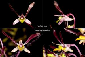 Dendrobium carronii: Dendrobium carronii Lavarack & P.J.Cribb, flowers, front view, from Australia and PNG, cult. and photo John Cara