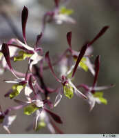 Dendrobium carronii: Dendrobium carronii Lavarack & P.J.Cribb, flowers, photo P. Cribb, from Australia