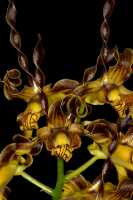 Dendrobium cochliodes: Dendrobium cochliodes Schltr., flowers, various views, photo John Cara, based on Cara cult. s.n. from PNG