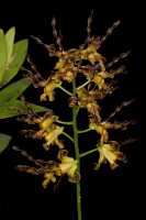 Dendrobium cochliodes: Dendrobium cochliodes Schltr., inflorescece, photo John Cara, based on Cara cult. s.n. from PNG