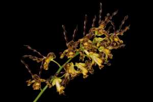 Dendrobium cochliodes: Dendrobium cochliodes Schltr., inflorescence, photo John Cara, based on Cara cult. s.n. from PNG