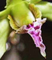 Dendrobium crispilinguum: Dendrobium crispilinguum P.J.Cribb, centre of flower, oblique front view, , photo Ed de Vogel, based on Leiden cult. 20032146 (de Vogel et al.), from Papua New Guinea, Western Highlands Prov.