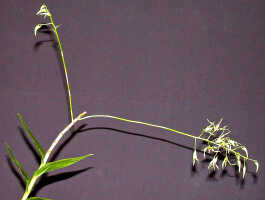 Dendrobium crispilinguum: Dendrobium crispilinguum P.J.Cribb, plant habit, photo Ed de Vogel, based on Leiden cult. 20032146 (de Vogel et al.), from Papua New Guinea, Western Highlands Prov.