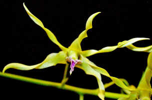 Dendrobium crispilinguum: Dendrobium crispilinguum P.J.Cribb, flower, front view, , photo Ed de Vogel, based on Leiden cult. 20032146 (de Vogel et al.), from Papua New Guinea, Western Highlands Prov.