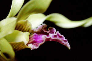 Dendrobium crispilinguum: Dendrobium crispilinguum P.J.Cribb, centre of flower, oblique lateral view, , photo Ed de Vogel, based on Leiden cult. 20032146 (de Vogel et al.), from Papua New Guinea, Western Highlands Prov.